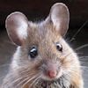 Animal de la imagen 2; seleccione su nombre