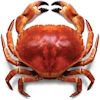 Animal de la imagen 2; seleccione su nombre