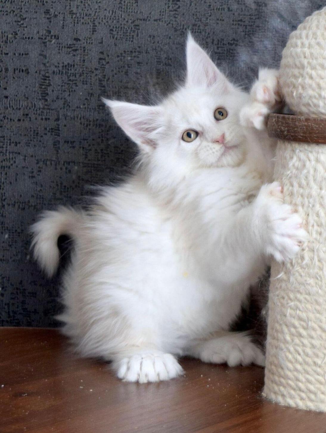 MAINE COON KITTENS MALES AND FEMALES en Aguadilla, Puerto Rico